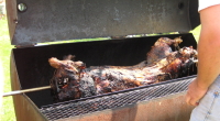 pig